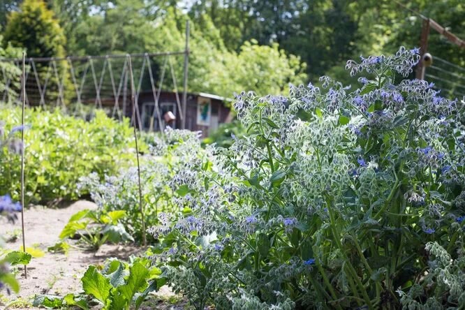 Bloeiende bernagie in de moestuin